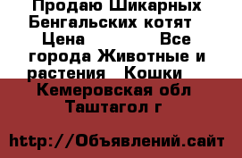 Продаю Шикарных Бенгальских котят › Цена ­ 17 000 - Все города Животные и растения » Кошки   . Кемеровская обл.,Таштагол г.